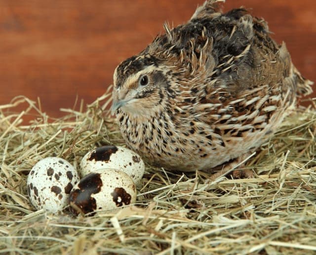 Coturnix quail hen on a hay nest beside speckled quail eggs