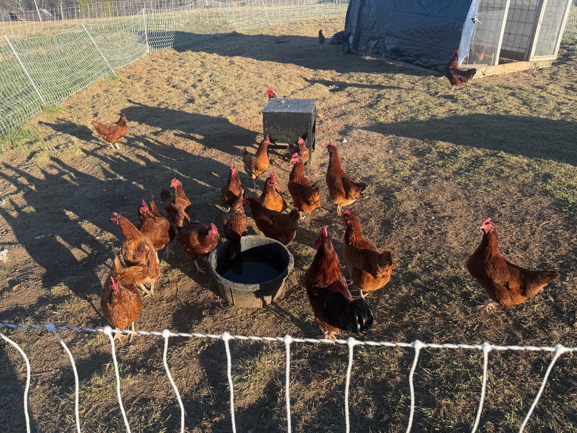 Rhode Island Red hens foraging on pasture