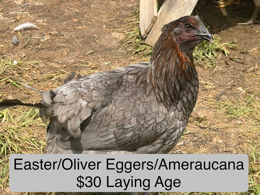 Chickens & Chicks available at AM Hatchery